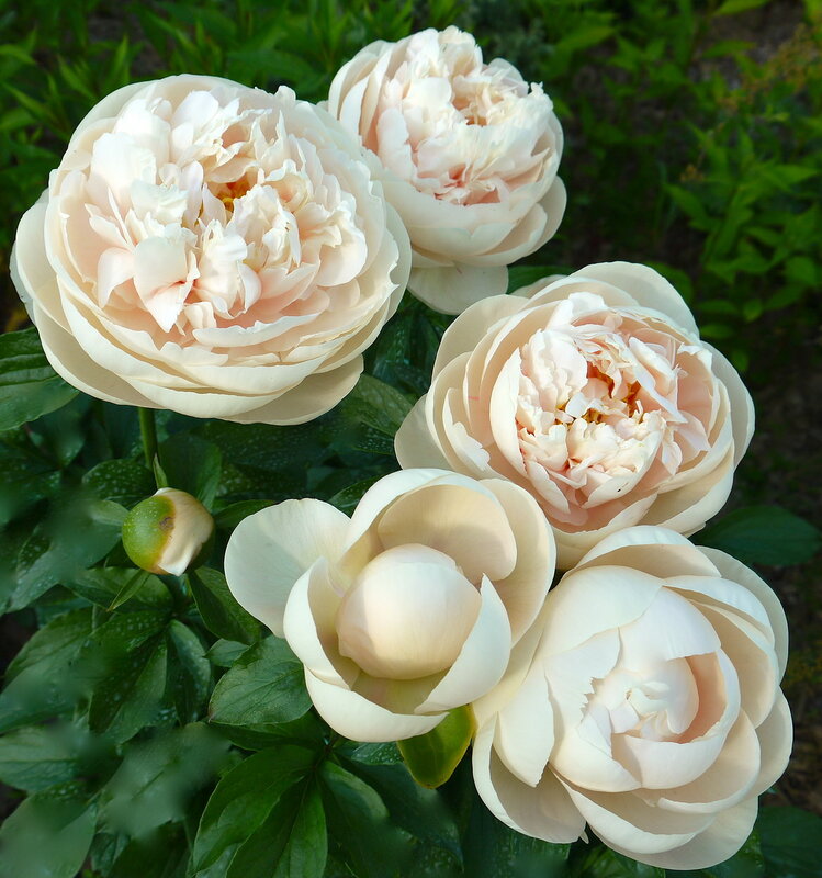 Эксклюзивный Пион Пастелеганс