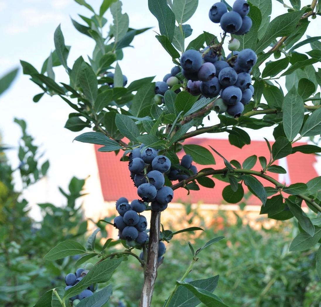 Голубика Блюголд