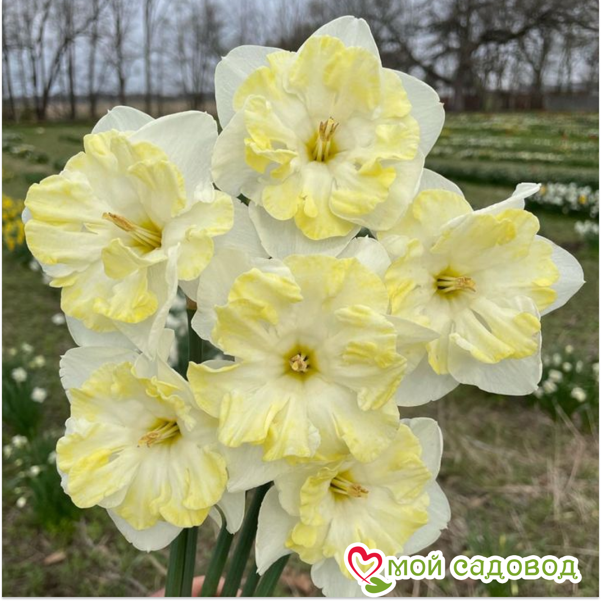 Нарцисс крупнокорончатый Айс Фоллис