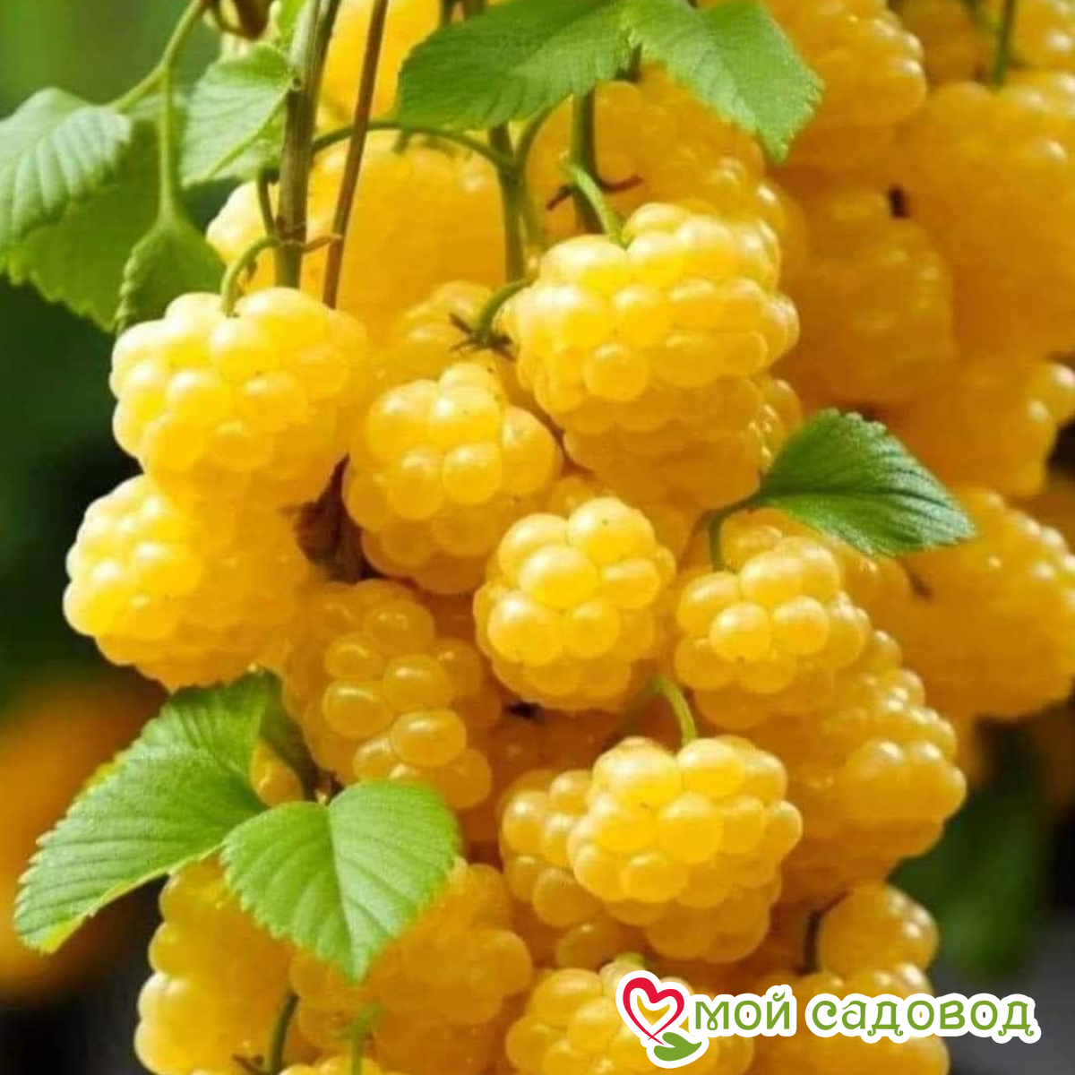 Малина Феникс